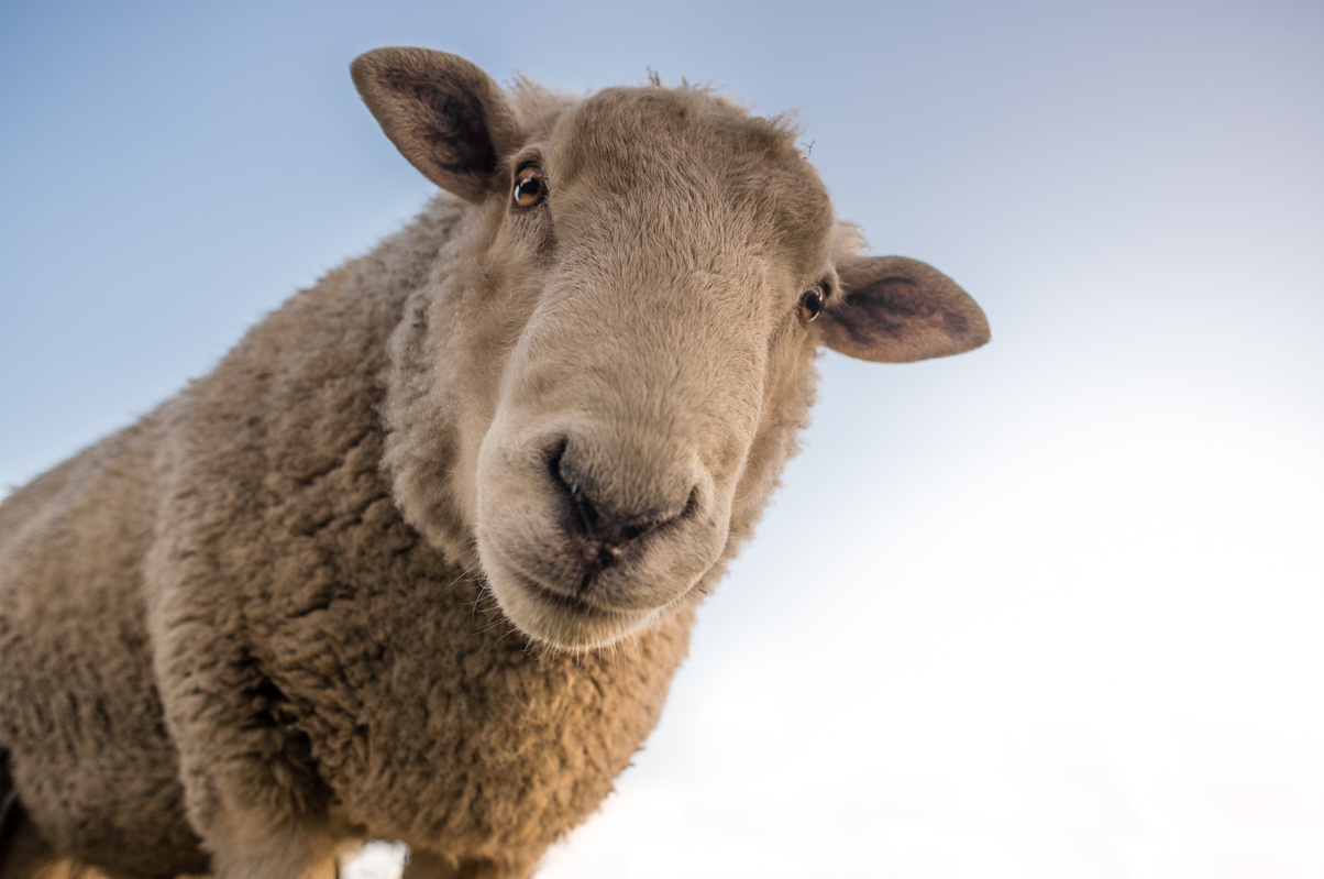 Close Up of Farm Sheep