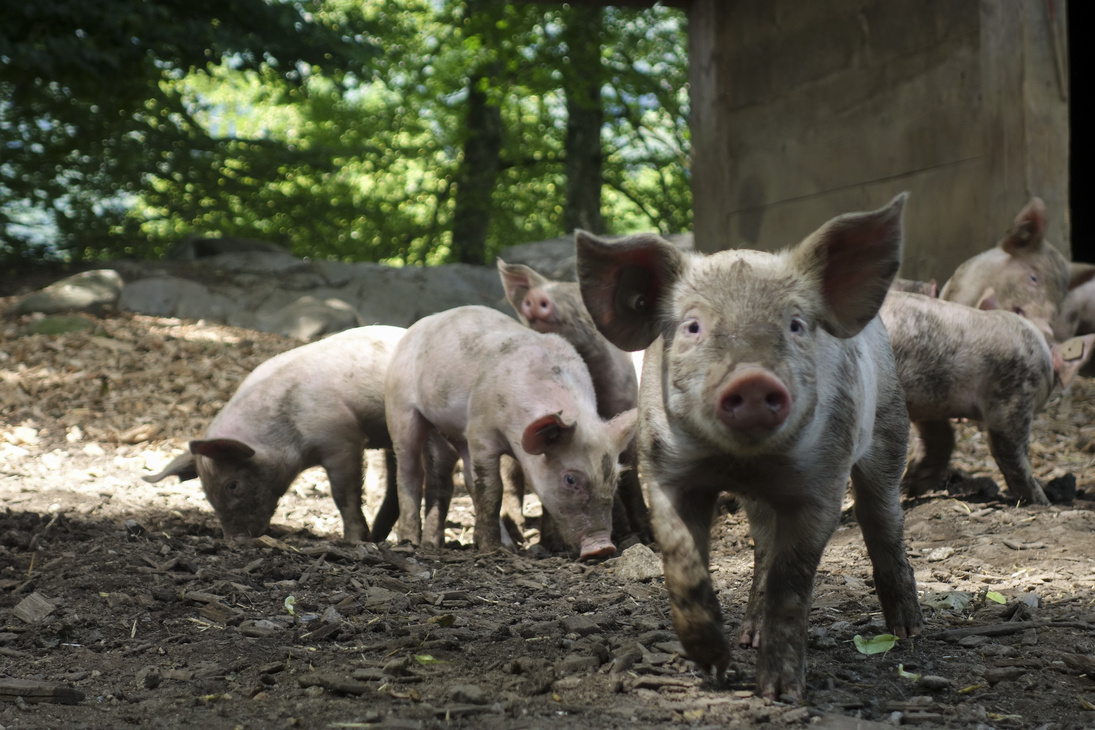 Muddy Pigs Playing Outdoors