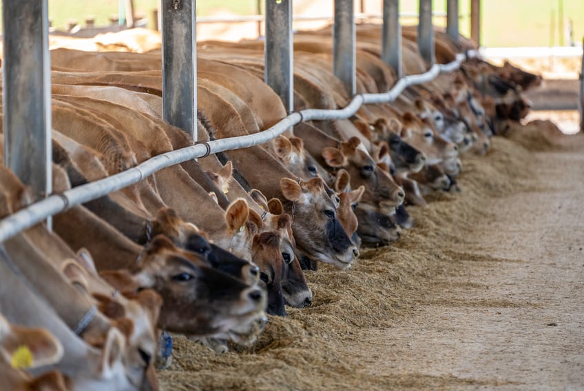 Livestock Farming in a  Farm